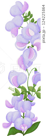 Illustration of row of Pea flowersEdible flowers 124225864