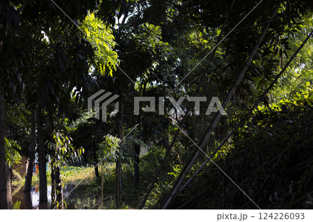 Trees By The River In Countryside 124226093