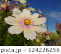 青空に映えるコスモス 124226256