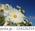白いコスモスと青空 124226259