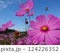 青空に映えるコスモス 124226352