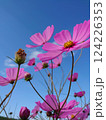 青空に映えるコスモス 124226353