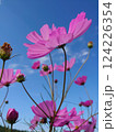 青空に映えるコスモス 124226354