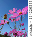 青空に映えるコスモス 124226355