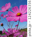 青空に映えるコスモス 124226356
