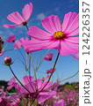 青空に映えるコスモス 124226357