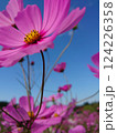 青空に映えるコスモス 124226358