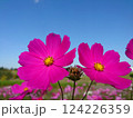 青空に映えるコスモス 124226359