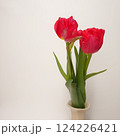 赤いチューリップ 124226421