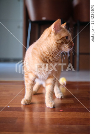 Cute young red-haired cat playing 124226679