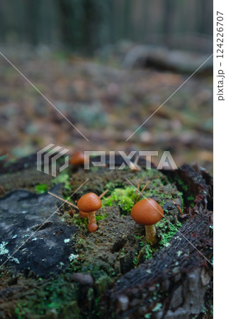 Mushrooms in the autumn forest close-up 124226707