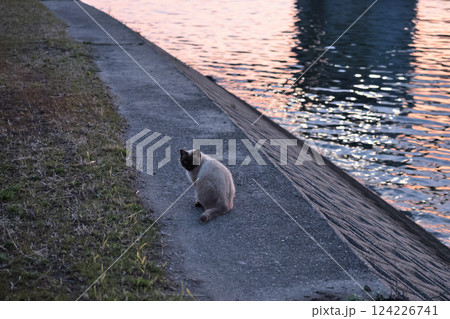 堤防でお座りするシャム猫 堤防でお座りするシャム猫 124226741