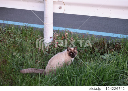 道端で遊ぶシャム猫 道端で遊ぶシャム猫 124226742