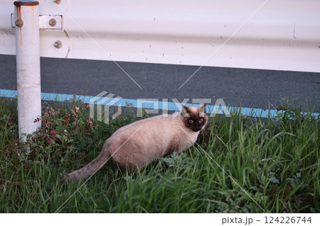 道端で遊ぶシャム猫 道端で遊ぶシャム猫 124226744