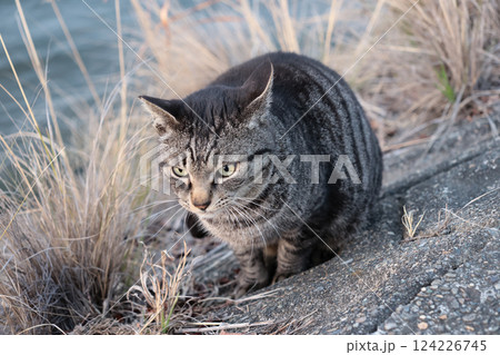 堤防で遊ぶとら猫 124226745