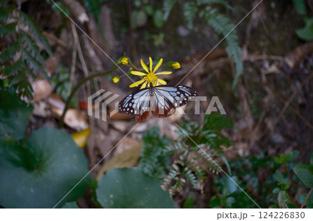 羽を広げる青色の蝶々 124226830