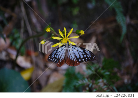 花にとまる綺麗なアサギマダラ 花にとまる綺麗なアサギマダラ 124226831