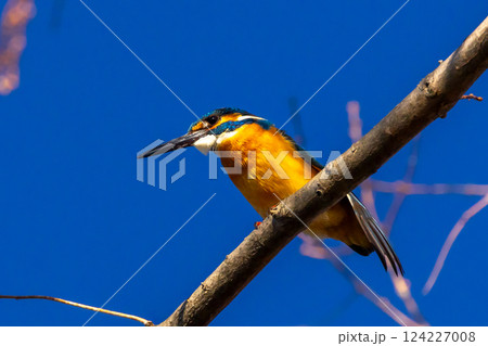 埼玉県川越市池辺　川越水上公園　修景池（ボート池）の水辺の枝にとまるカワセミ 124227008