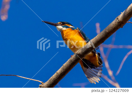 埼玉県川越市池辺　川越水上公園　修景池（ボート池）の水辺の枝にとまるカワセミ 124227009
