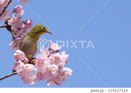 河津桜とメジロ 春 アップ 河津桜とメジロ 春 アップ 124227124