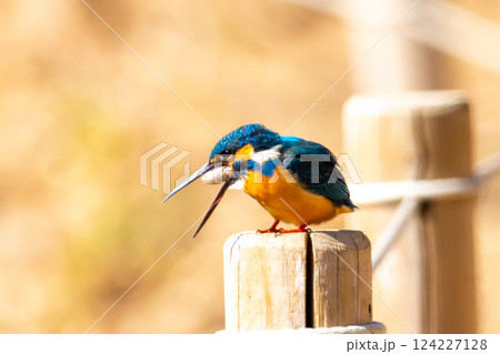 埼玉県川越市池辺 川越水上公園 修景池(ボート池)の水辺の杭にとまりペリットを吐き出すカワセミ 埼玉県川越市池辺 川越水上公園 修景池(ボート池)の水辺の杭にとまりペリットを吐き出すカワセミ 124227128