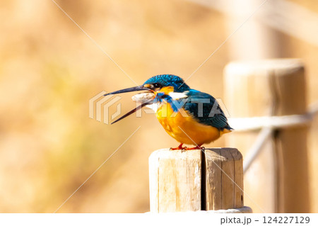 埼玉県川越市池辺 川越水上公園 修景池(ボート池)の水辺の杭にとまりペリットを吐き出すカワセミ 埼玉県川越市池辺 川越水上公園 修景池(ボート池)の水辺の杭にとまりペリットを吐き出すカワセミ 124227129