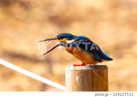 埼玉県川越市池辺　川越水上公園　修景池（ボート池）の水辺の杭にとまりペリットを吐き出すカワセミ 124227131