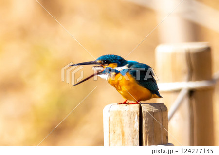 埼玉県川越市池辺　川越水上公園　修景池（ボート池）の水辺の杭にとまりペリットを吐き出すカワセミ 124227135