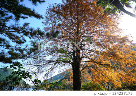 紅葉したラクウショウと実 124227173