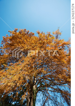 実をたくさんつけたラクウショウ 124227174