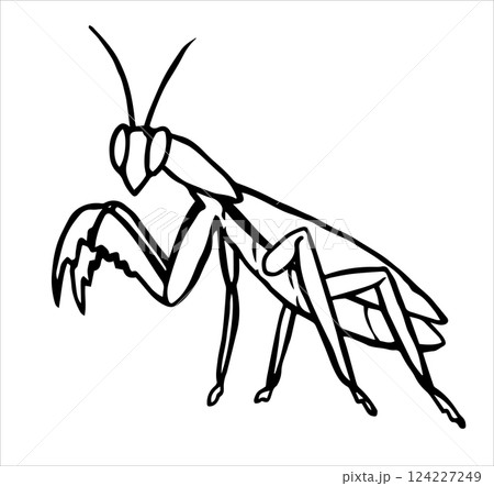 Insect praying mantis. Vector illustration in sketch style.	 124227249