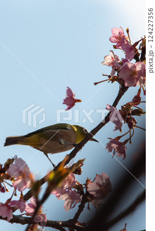 桜の蜜を吸うメジロ 桜の蜜を吸うメジロ 124227356