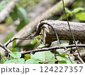木の枝につかまるカナヘビ 124227357