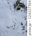 雪に残った野生のうさぎの足跡 124227364