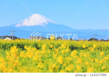 ソレイユの丘　菜の花 124227399