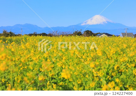ソレイユの丘　菜の花 124227400