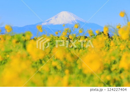 ソレイユの丘 菜の花 ソレイユの丘 菜の花 124227404