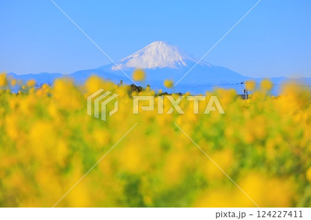 ソレイユの丘　菜の花 124227411