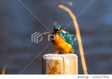埼玉県川越市池辺　川越水上公園　修景池（ボート池）の水辺の杭にとまりエサの小エビをくわえるカワセミ 124227502