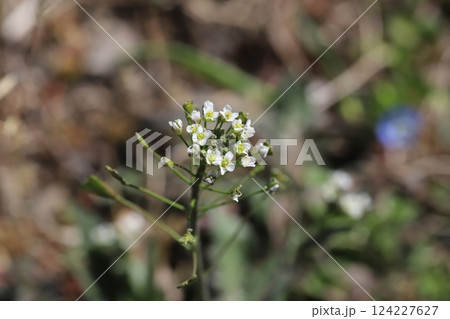 早春の野原に咲く白い小さなナズナの花 124227627