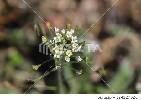 早春の野原に咲く白い小さなナズナの花 124227628