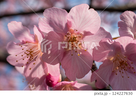 春の陽光に照らされる河津桜 124227630