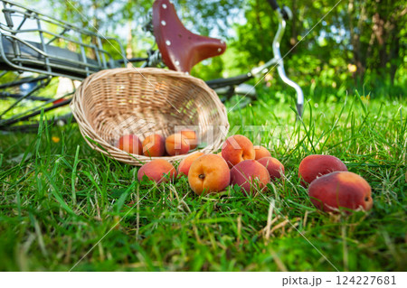 Scattered apricots on a grass in the garden. Scattered apricots on a grass in the garden. 124227681