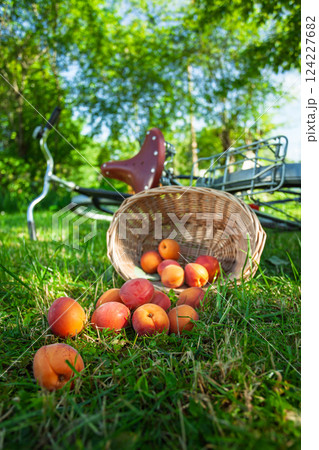 Scattered apricots on  a grass in the garden. 124227682