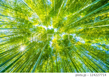 日本の横浜都市景観 緑色と黄色がコラボ…竹林と差し込む太陽光…希望の光…＝令和7年3月22日、横浜 124227714