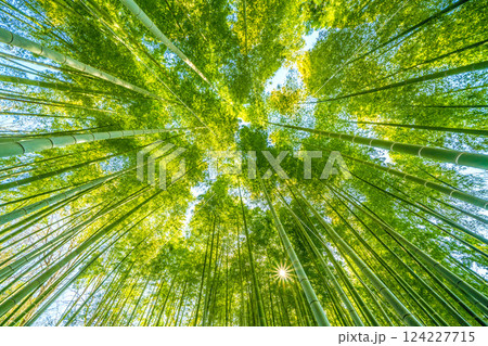 日本の横浜都市景観 緑色と黄色がコラボ…竹林と差し込む太陽光…希望の光…＝令和7年3月22日、横浜 124227715