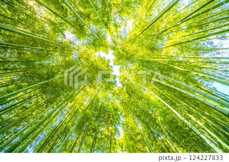 日本の横浜都市景観 緑色と黄色がコラボ…美しい竹林を望む…＝令和7年3月22日、横浜 124227833