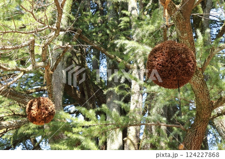 スギの木に飾られていた杉玉 スギの木に飾られていた杉玉 124227868