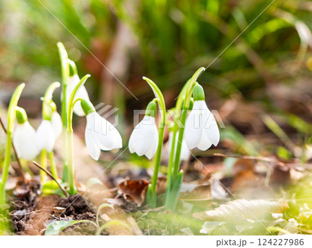 真冬の寒い朝に咲き始めたかわいいスノードロップの花 真冬の寒い朝に咲き始めたかわいいスノードロップの花 124227986