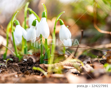 真冬の寒い朝に咲き始めたかわいいスノードロップの花 124227991